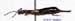 Forficula_sagitta_f_1122 copy